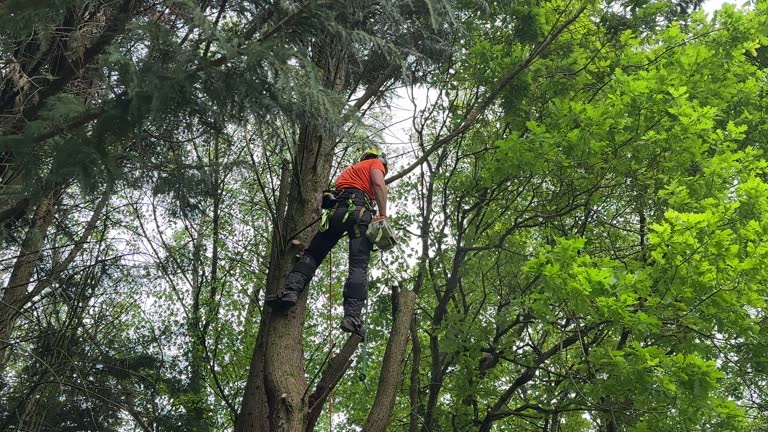 Julian, CA Tree Removal and Landscaping Services Company